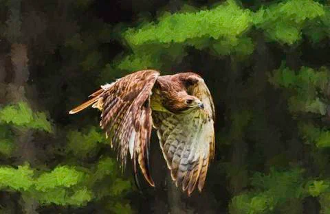 Red-tail hawk flying Stock Photos