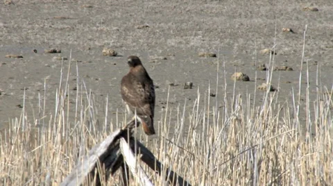Red tail Hawk Stock Footage 36585323