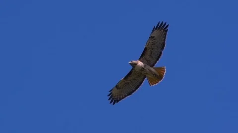 Red Tail Hawk Hovering In Flight 600mm Lens Stock Footage