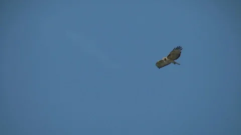 Red tail Hawk hovering Stock Footage 122978930