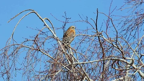 Red Tail Hawk Hunting from Tree Above Stock Footage 102811863