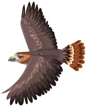 Red Tail Hawk isolated on white background Stock Illustration