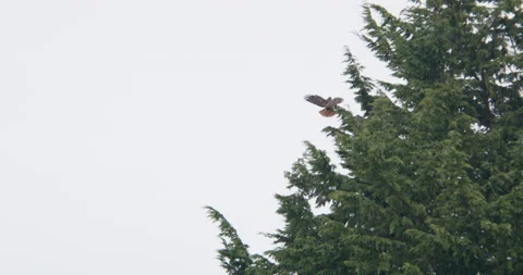 Red tail hawk lands on a tree Stock Footage 176038915