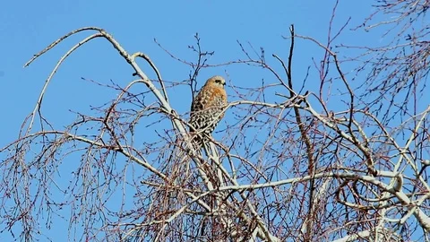 Red Tail Hawk looking around and Hunting from Tree Above Stock Footage 102814787
