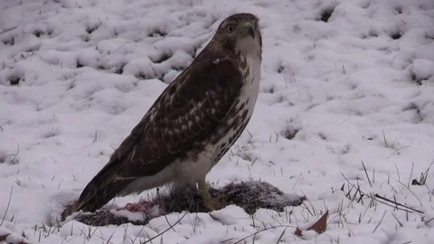 Red tail hawk over carcass in snow flies away Stock Footage 73445009