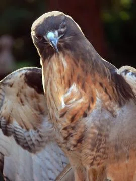 Red tail hawk Stock Photos