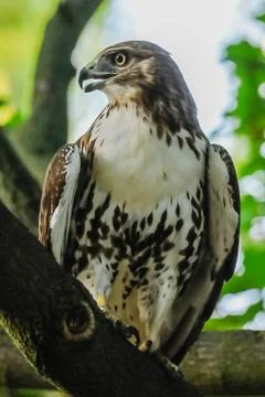 Red-tail hawk Stock Photos