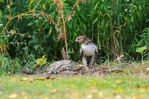 Red-tail hawk Stock Photos