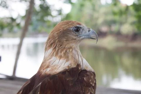 Red tail hawk Stock Photos
