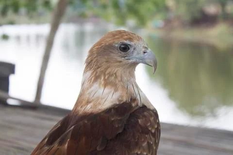 Red tail hawk Stock Photos