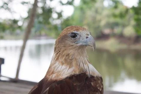 Red tail hawk Stock Photos