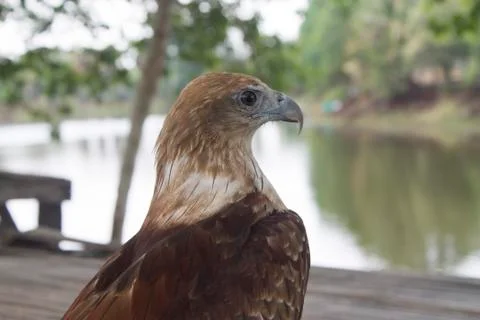 Red tail hawk Foto stock