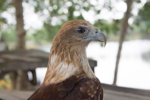 Red tail hawk Stock Photos