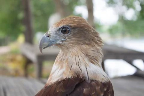 Red tail hawk Stock Photos