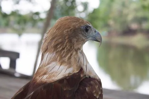Red tail hawk Stock Photos