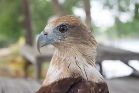 Red tail hawk Stock Photos