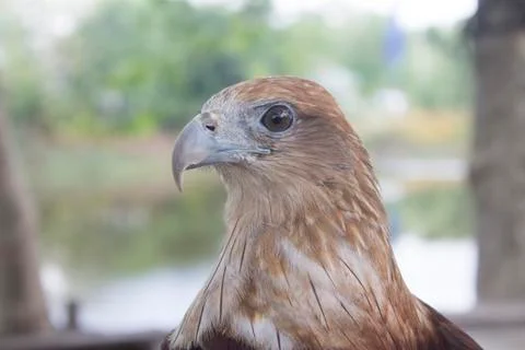 Red tail hawk Stock Photos