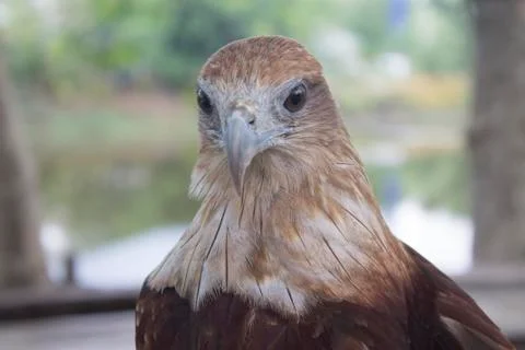 Red tail hawk Stock Photos