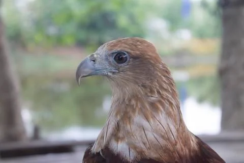 Red tail hawk Stock Photos