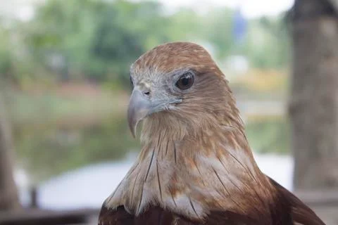 Red tail hawk Stock Photos