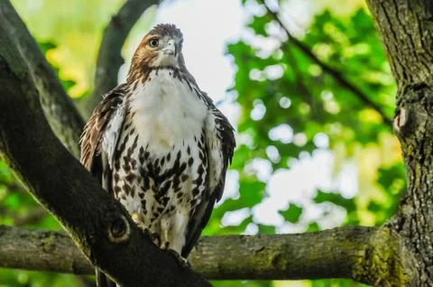 Red-tail hawk Stock Photos