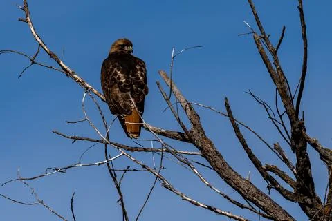 Red-tail hawk Stock Photos