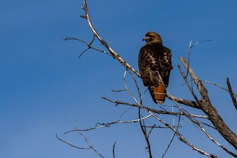 Red-tail hawk Stock Photos