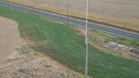 Red Tail Hawk Foto stock