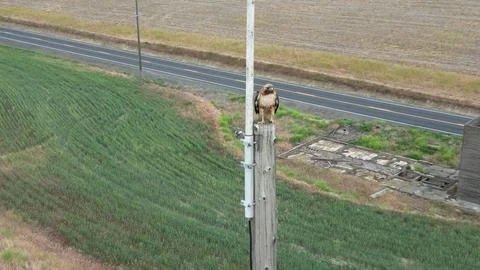 Red Tail Hawk Foto stock