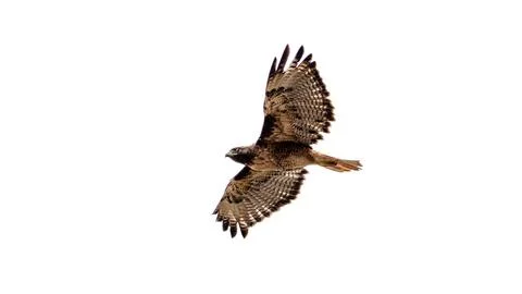 Red Tail Hawk Stock Photos