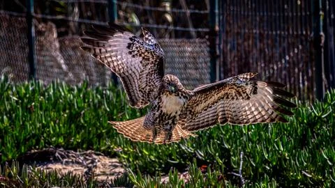 A Red Tail Hawk 스톡 사진