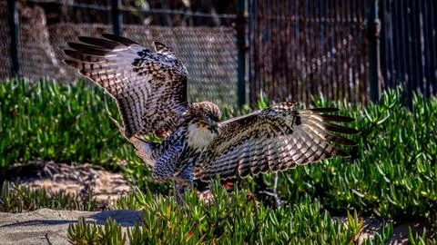 A Red Tail Hawk Stock Photos