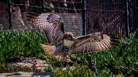 A Red Tail Hawk 스톡 사진