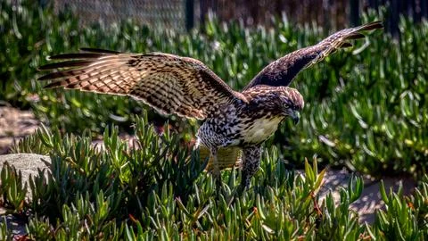 A Red Tail Hawk Stock Photos