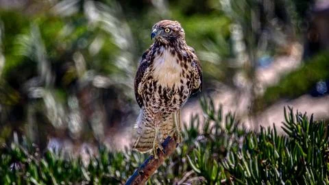 A Red Tail Hawk Stock Photos