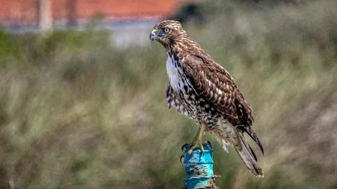 A Red Tail Hawk Stock Photos