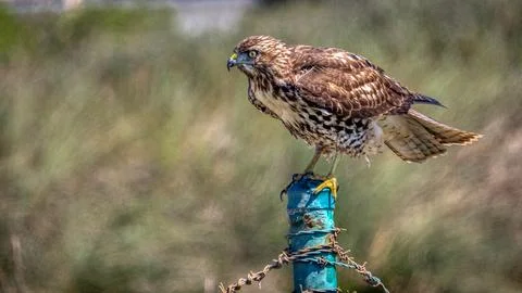 A Red Tail Hawk 스톡 사진