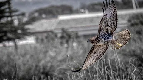 A Red Tail Hawk Stock Photos