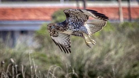 A Red Tail Hawk Stock Photos