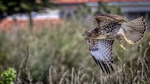 A Red Tail Hawk Stock Photos