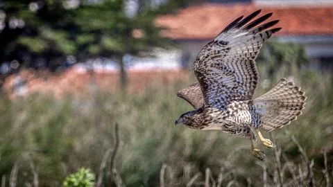 A Red Tail Hawk Stock Photos