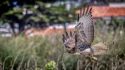 A Red Tail Hawk Stock Photos