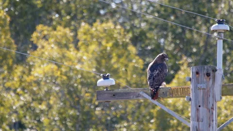 Red tail hawk sees prey and dives down to catch it Stock Footage 168999823