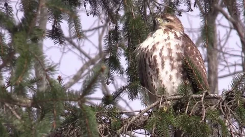 Red Tail hawk siting in evergreen tree sunlight bird of prey forest windy day Stock Footage 73432825