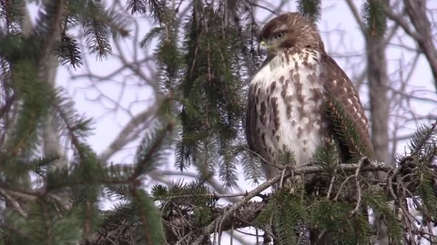 Red Tail hawk siting in evergreen tree sunlight bird grooms breast feathers Stock Footage 73432854