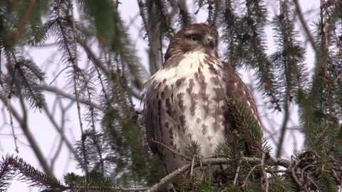 Red Tail hawk siting in evergreen tree sunlight bird of prey forest Stock Footage 73432887