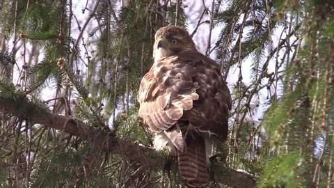 Red Tail hawk siting in evergreen tree sunlight bird of prey forest Stock Footage 73432907