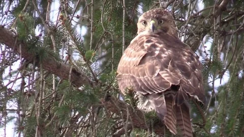 Red Tail hawk siting in evergreen tree sunlight bird of prey forest Stock Footage 73432952