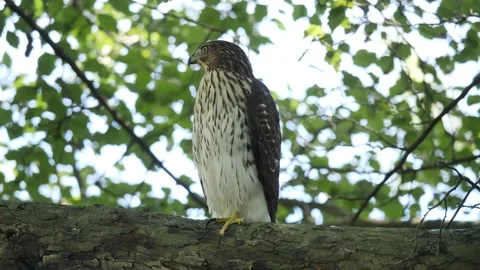 RED-TAIL HAWK, SITTING ON BRANCH, FLIES AWAY, SO-MO Stock Footage 142224110
