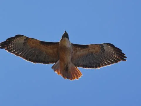 Red tail hawk soars the blue skies of Oak View, CA showing his feathers Stock Photos
